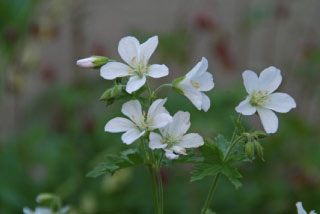 Geranium phaeum 'Album' bestellen